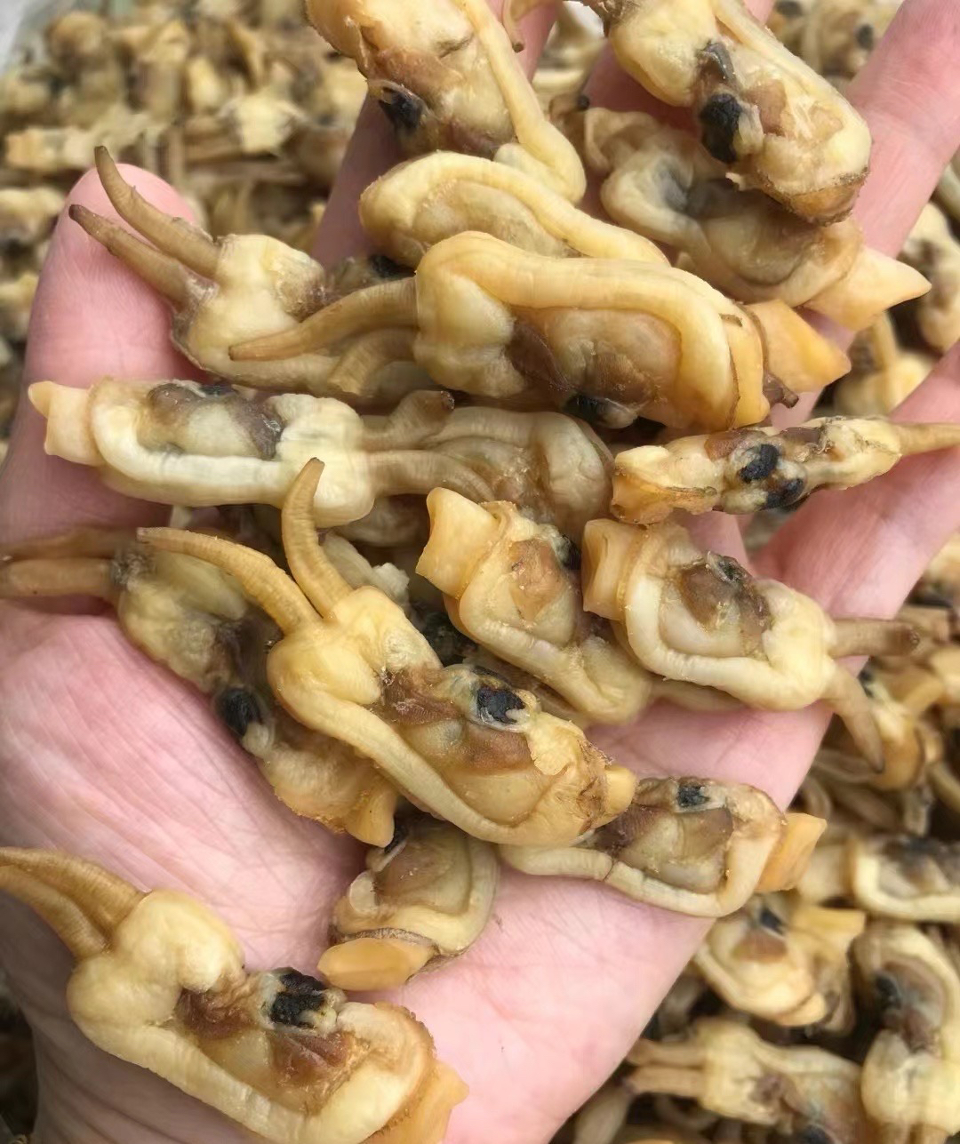 [莆仙汇甄选] 海鲜干货 福建蛏干