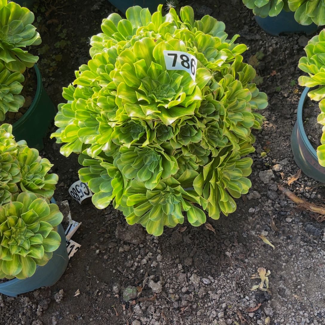 二代翡翠26///////48包邮