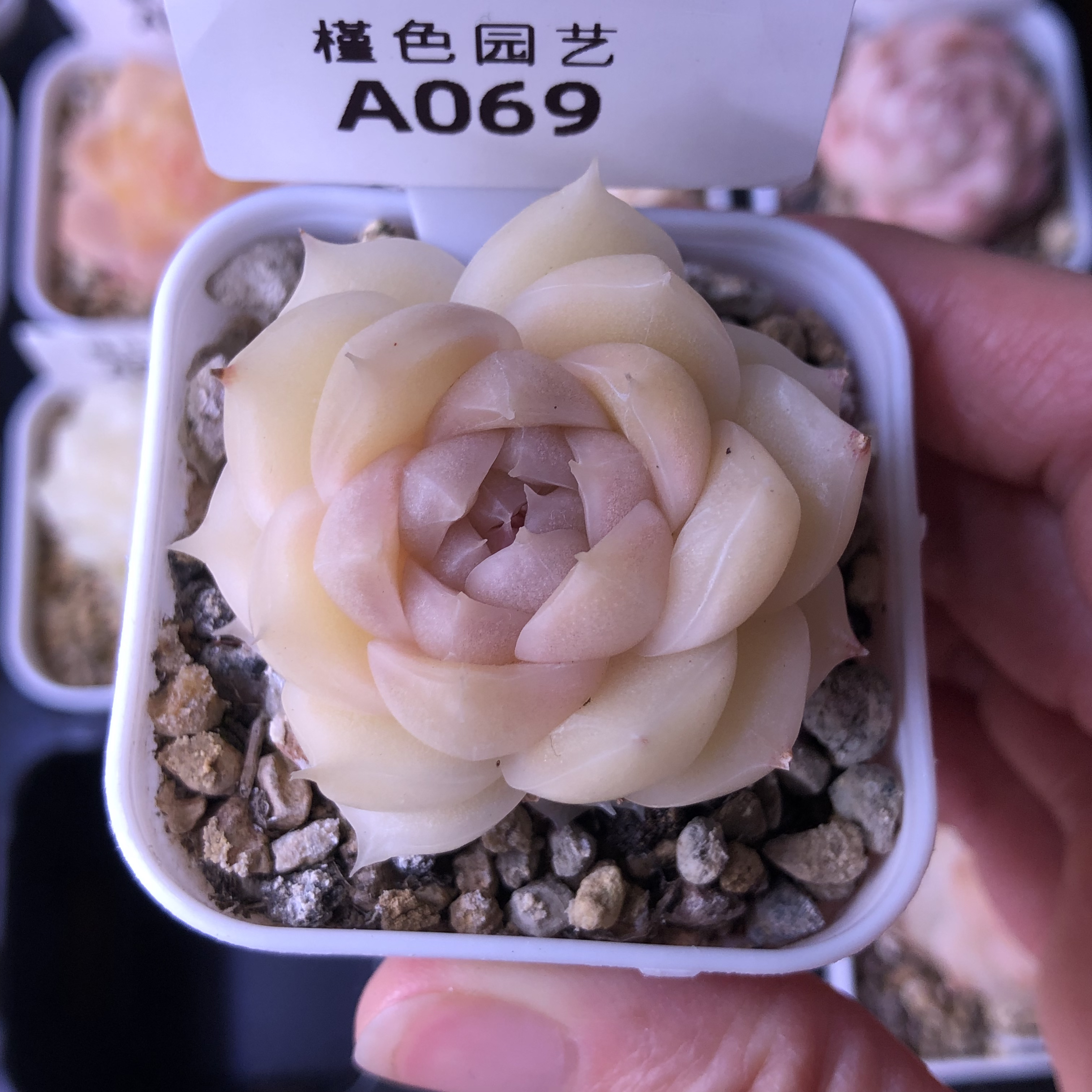 069冰透糖心多肉植物4头一物一拍