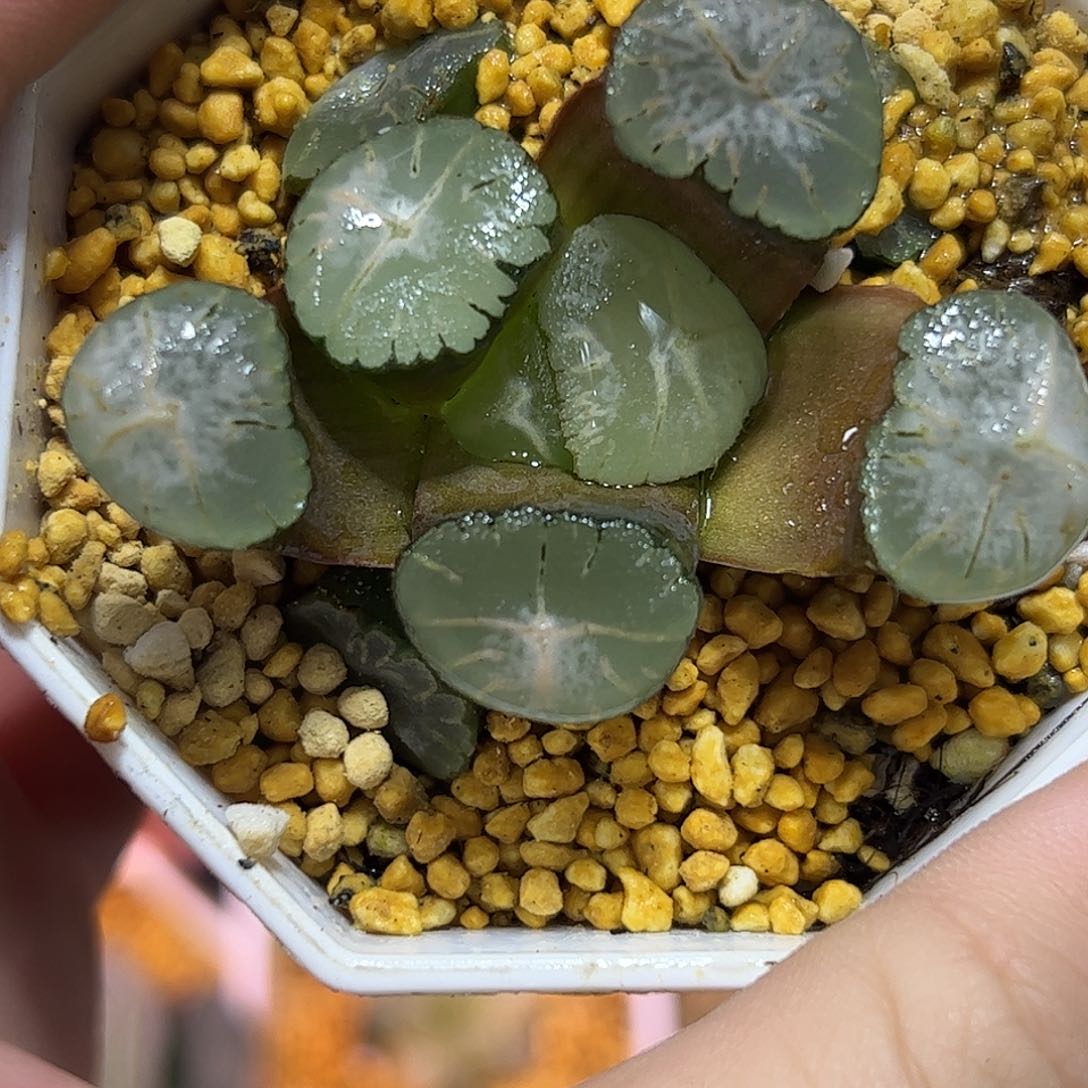 马萨林十二卷多肉植物满