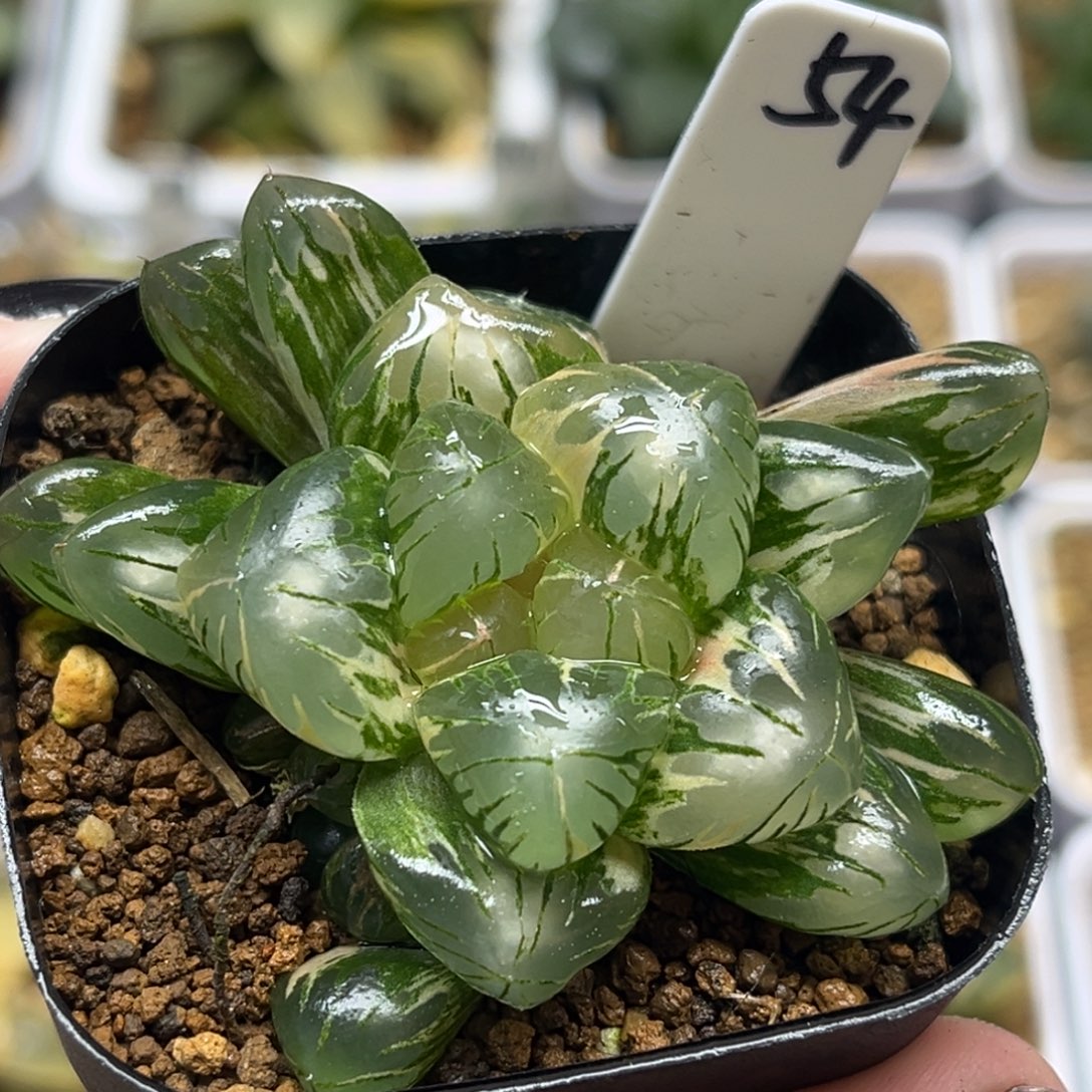 54巨大老川灯芯玉露锦带仔福利专场