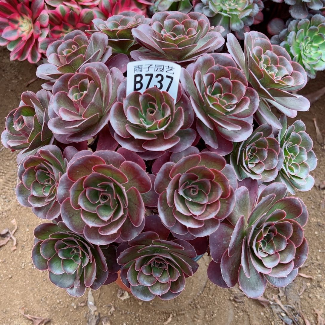 737魅金玫瑰尺寸28左右