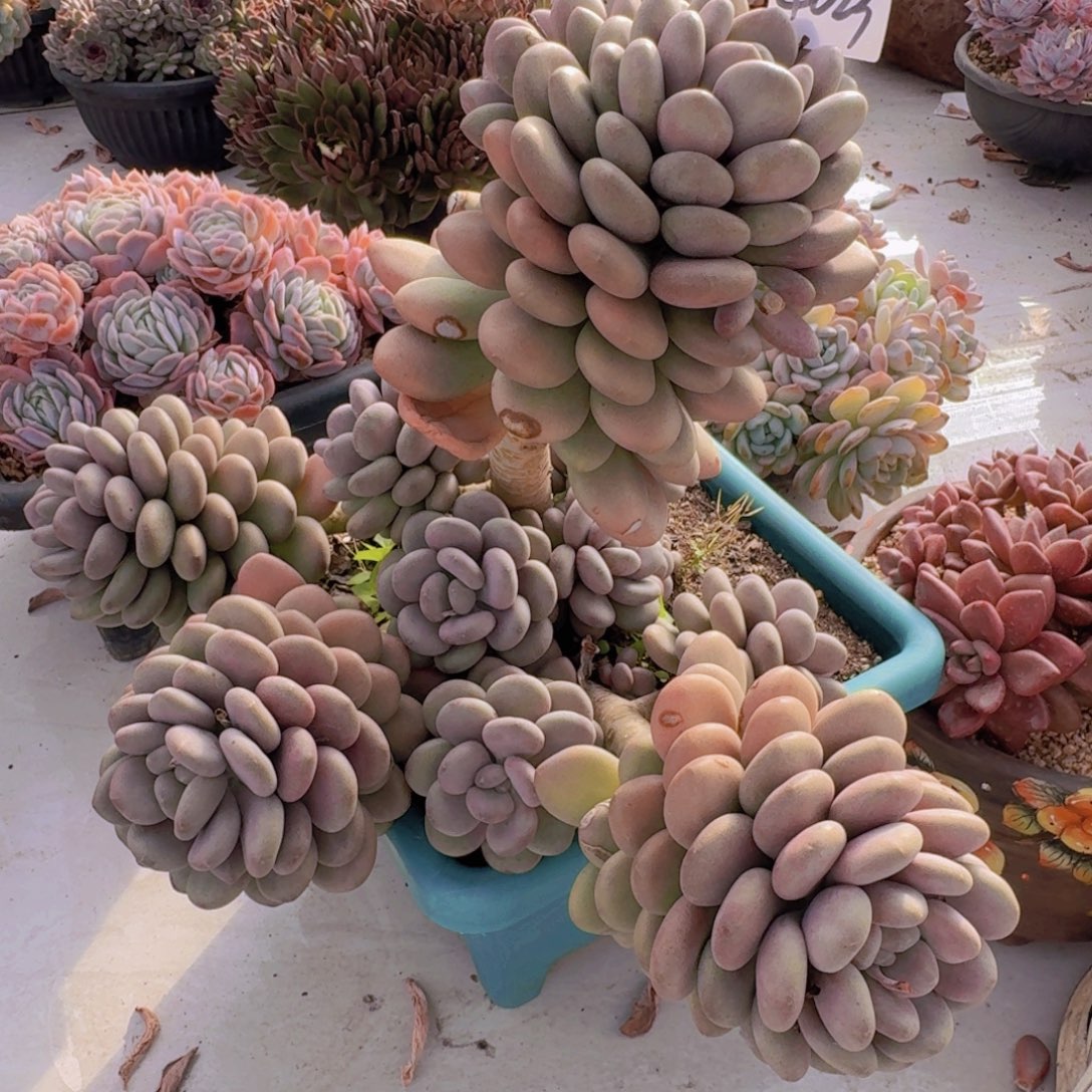 4023越美人多肉植物