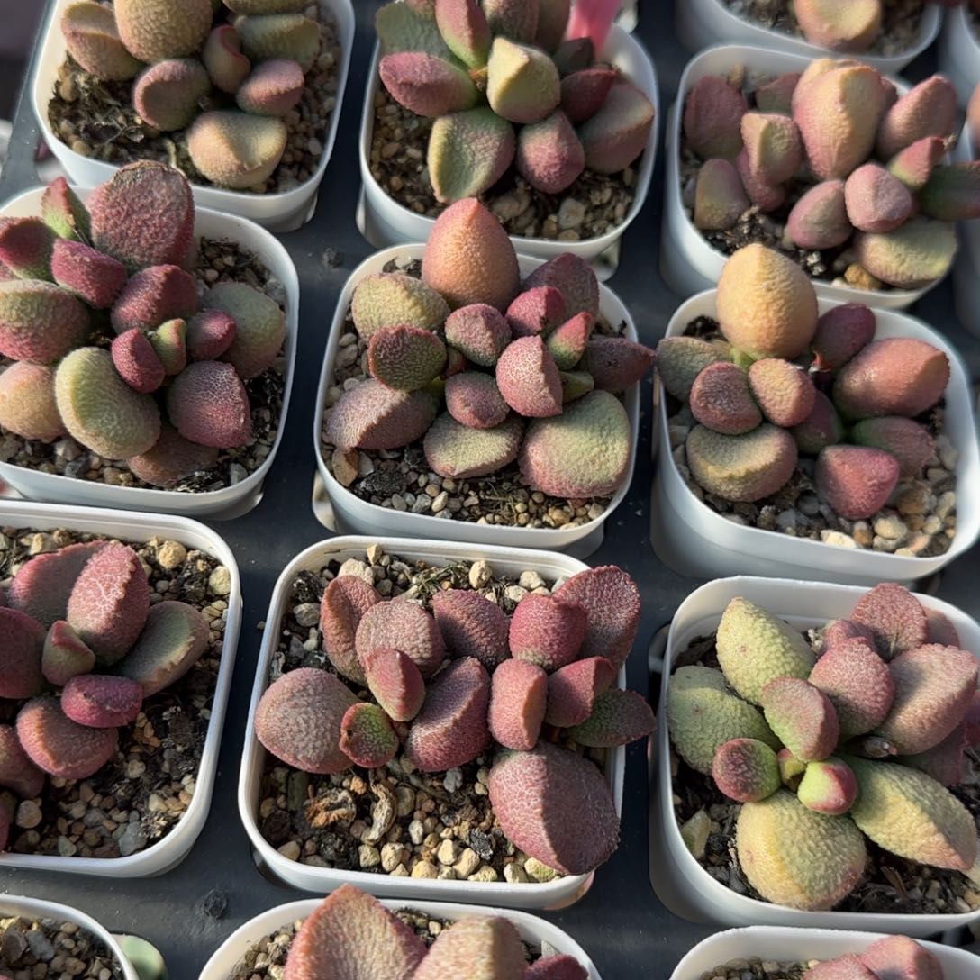 单颗赛猪肝量拍链接