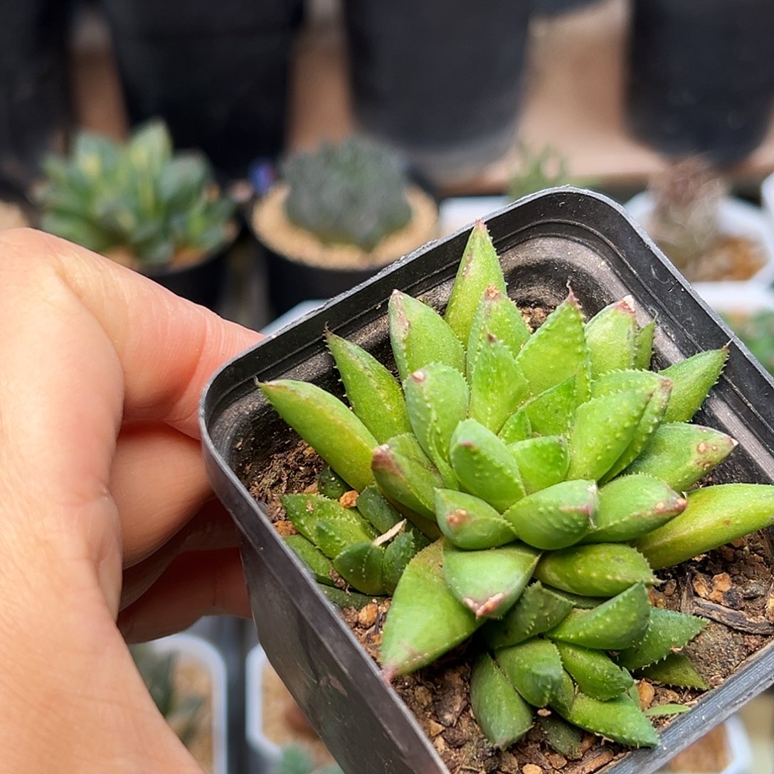 硬叶十二卷一颗一颗