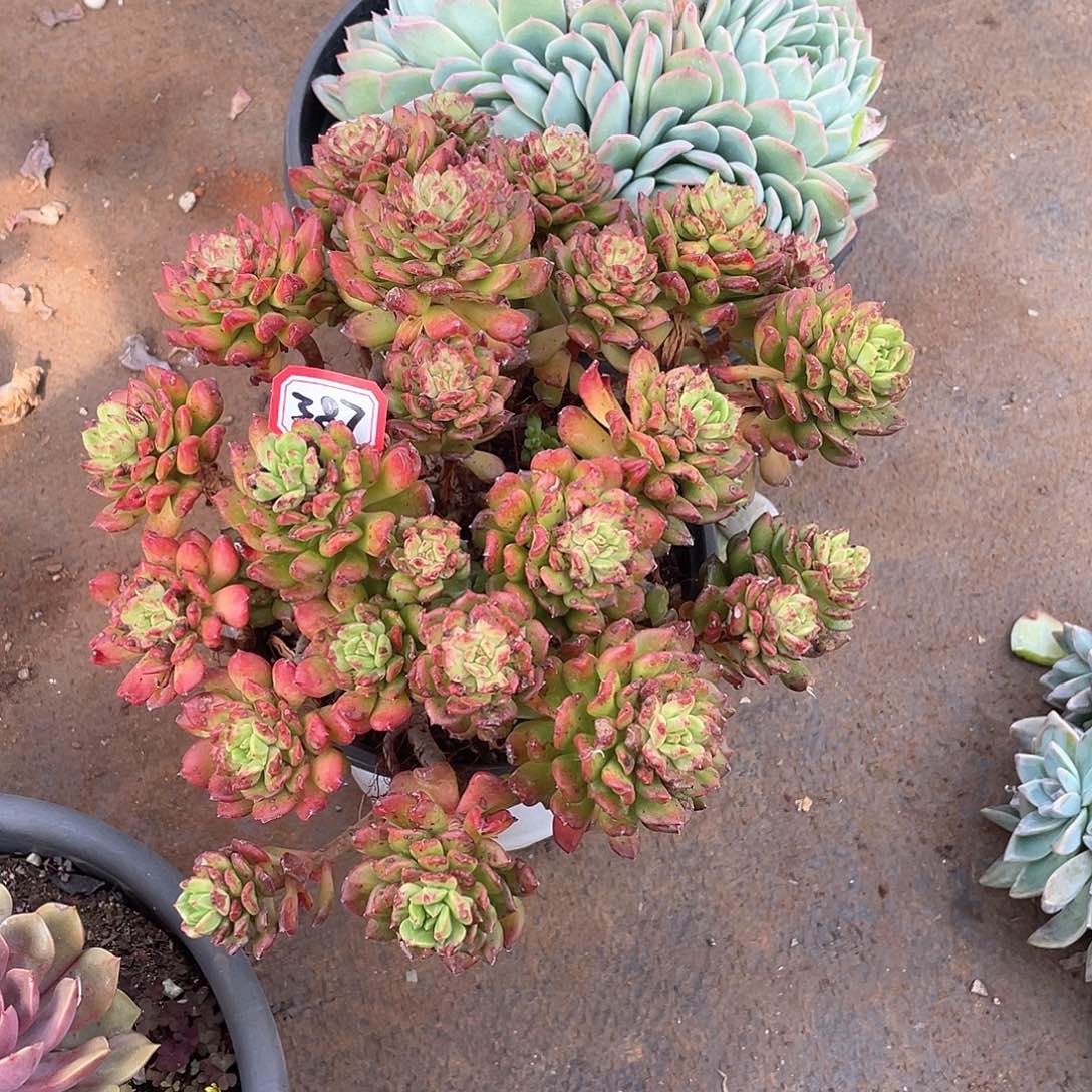 387灯笼一物一拍多肉