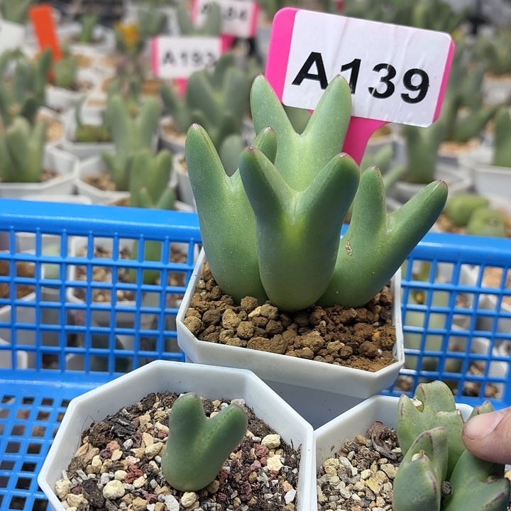 小***子139mmmnnnnnnnnjhjh