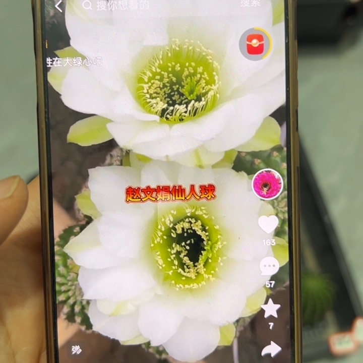 仙人球侧芽歪白金刚