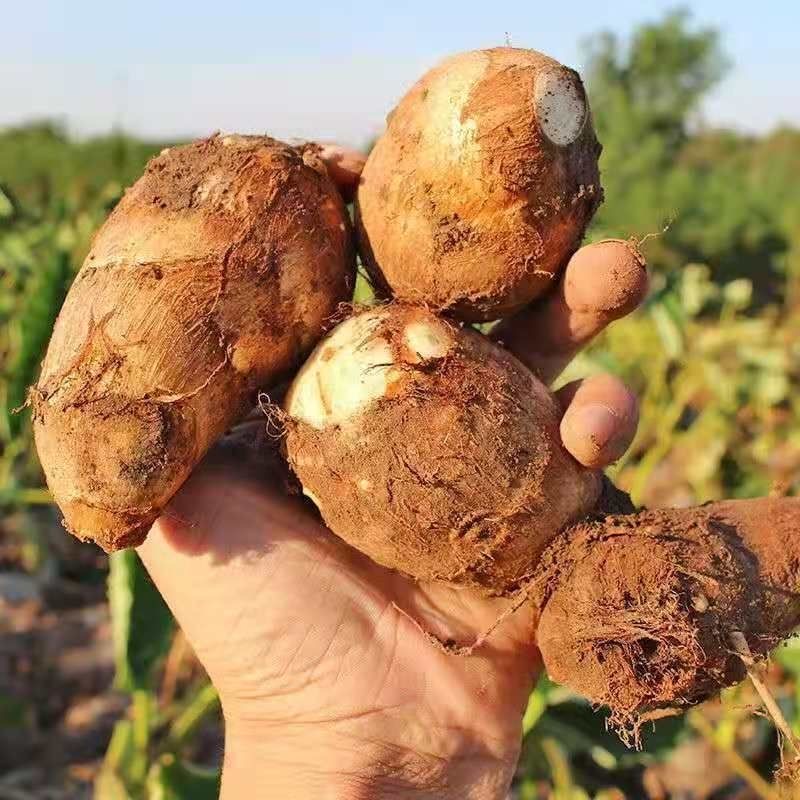 农家自种新鲜现挖牛奶小芋头软糯芋头应季农家蔬菜5斤原生态芋头