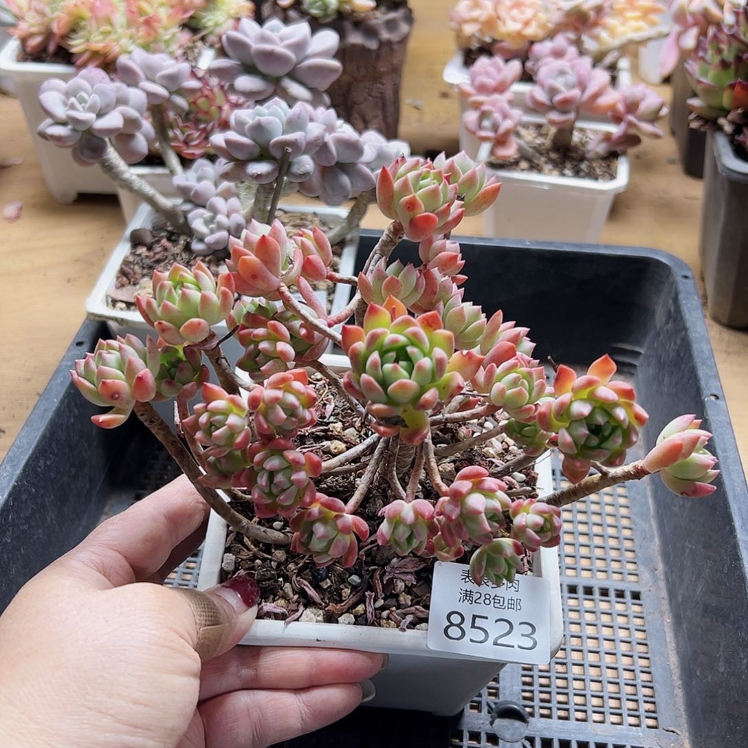 9号多肉   一物一拍8523