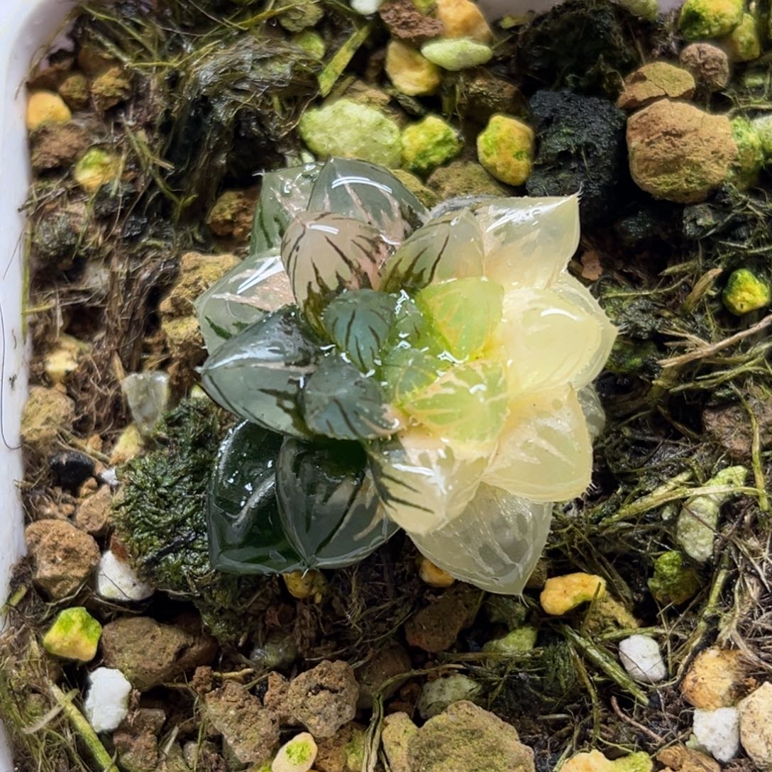 2不知名玉露锦福利专场