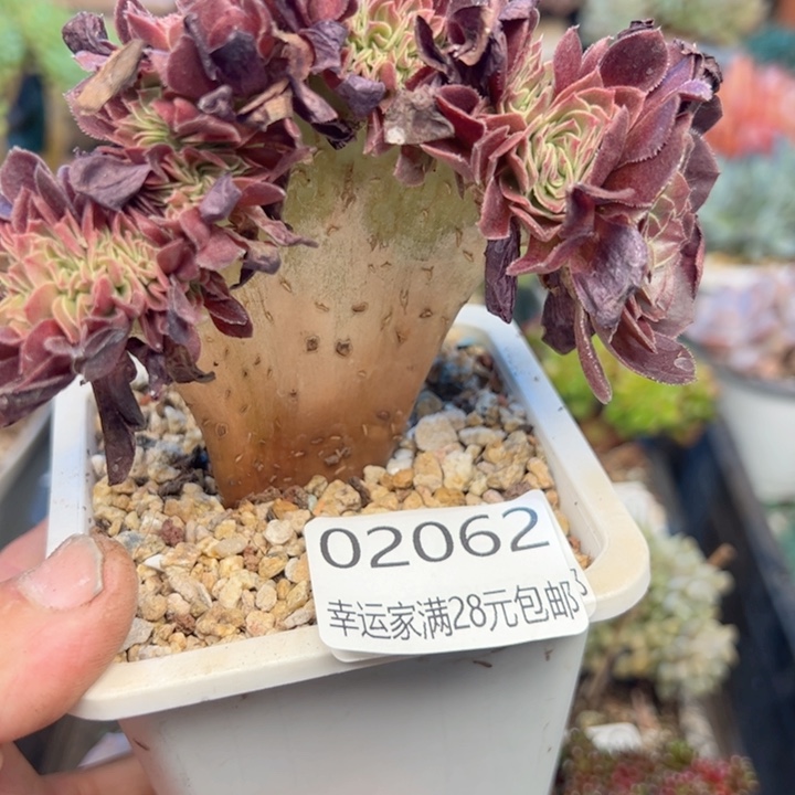 幸运的是我的朋友们