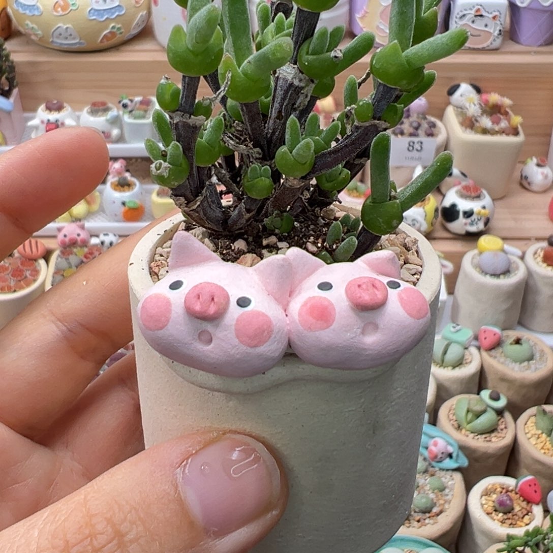 多肉植物85好枝干兔子