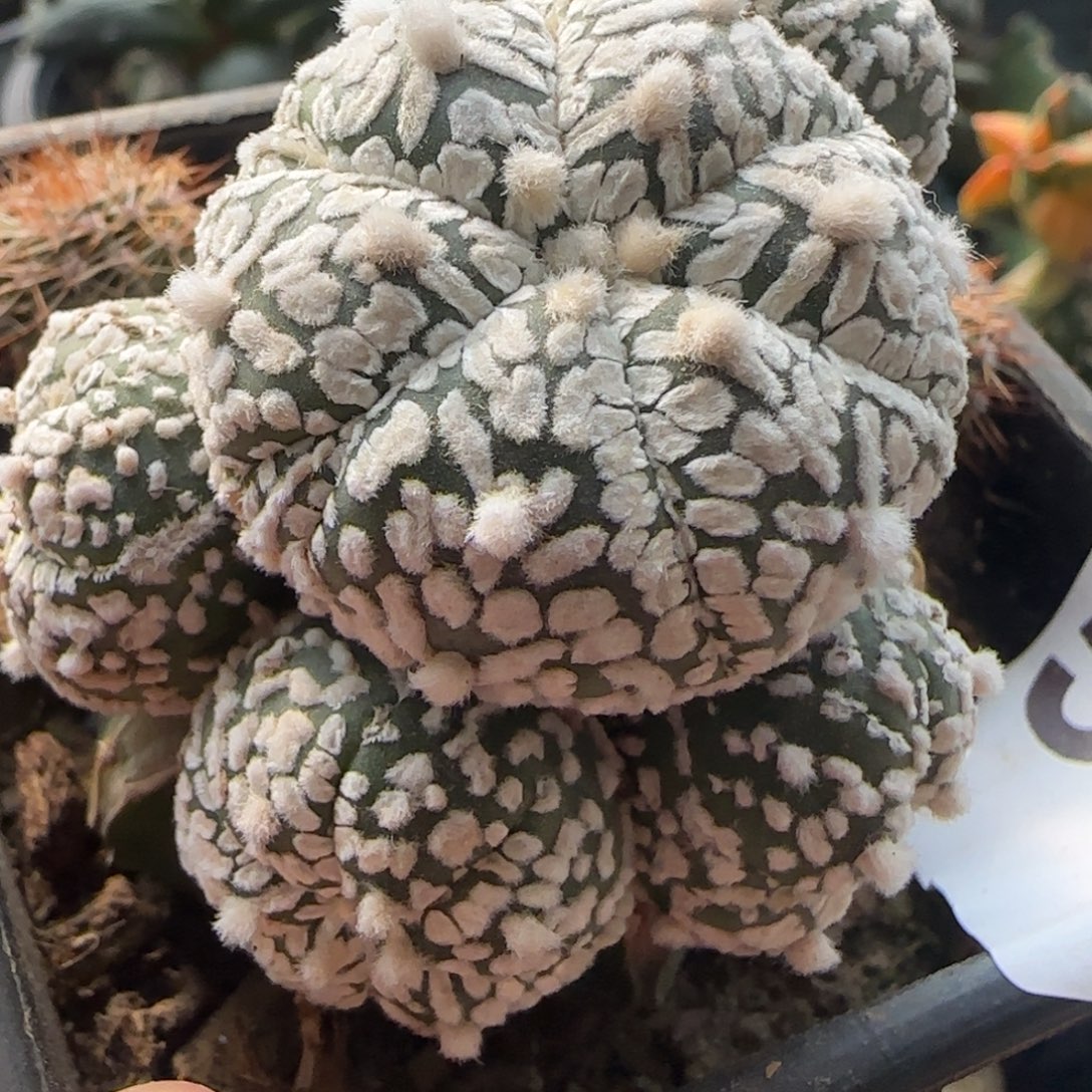 V兜群头513小人球