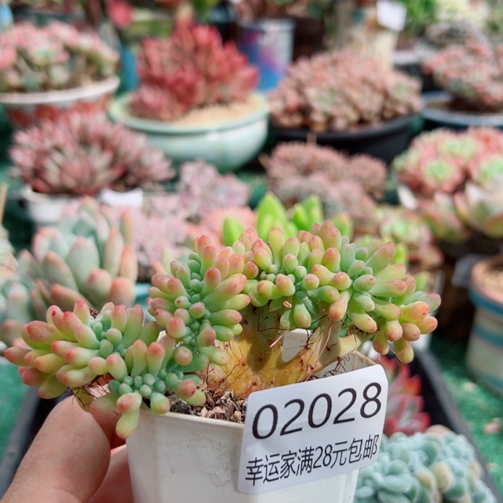 幸运儿的故事也太感人啦啊我也