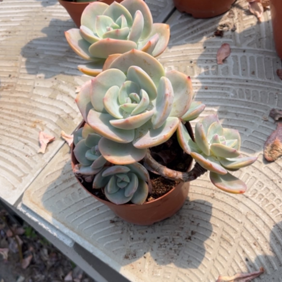 【闪购商品】M****a白凤