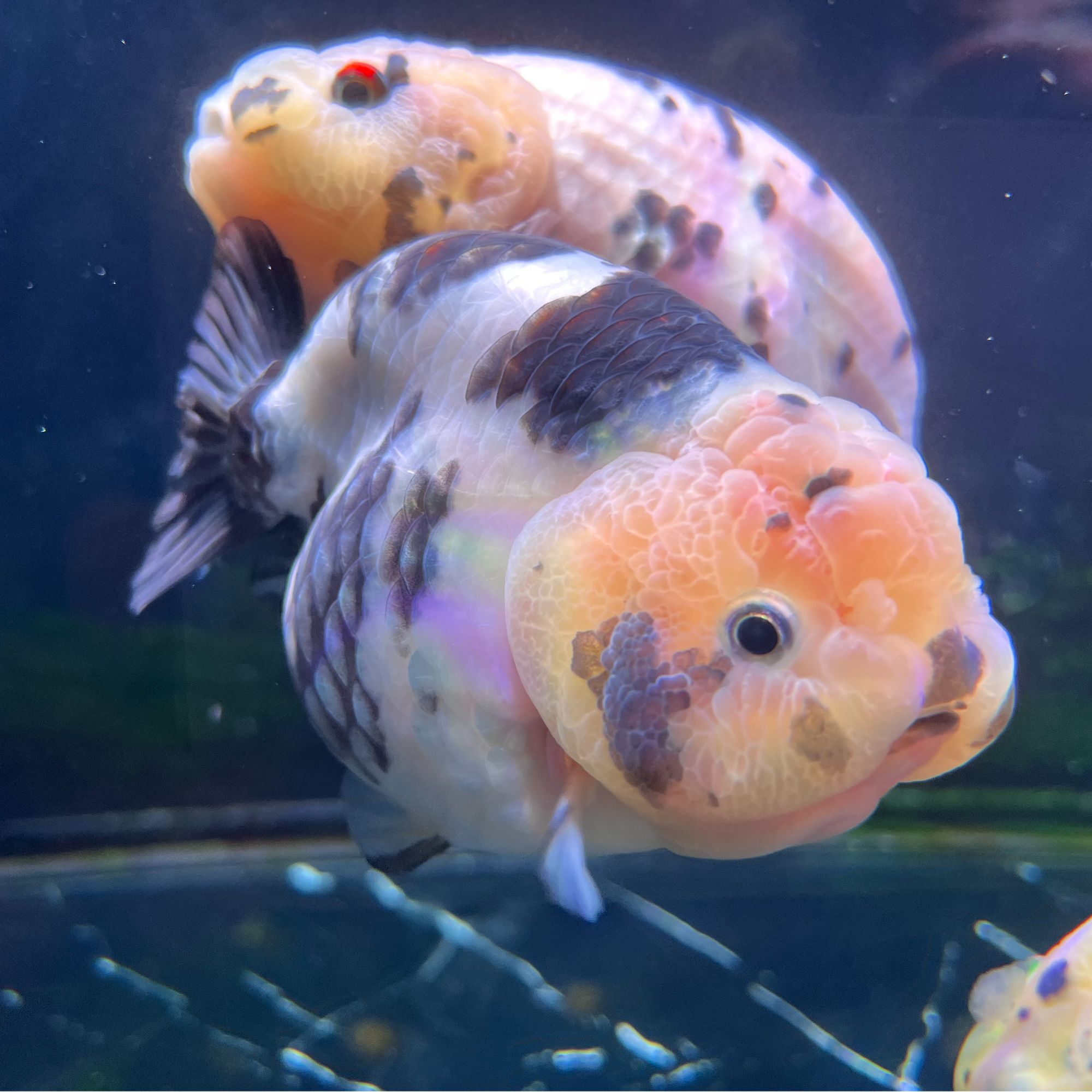 白虎红虎精品兰寿观赏鱼