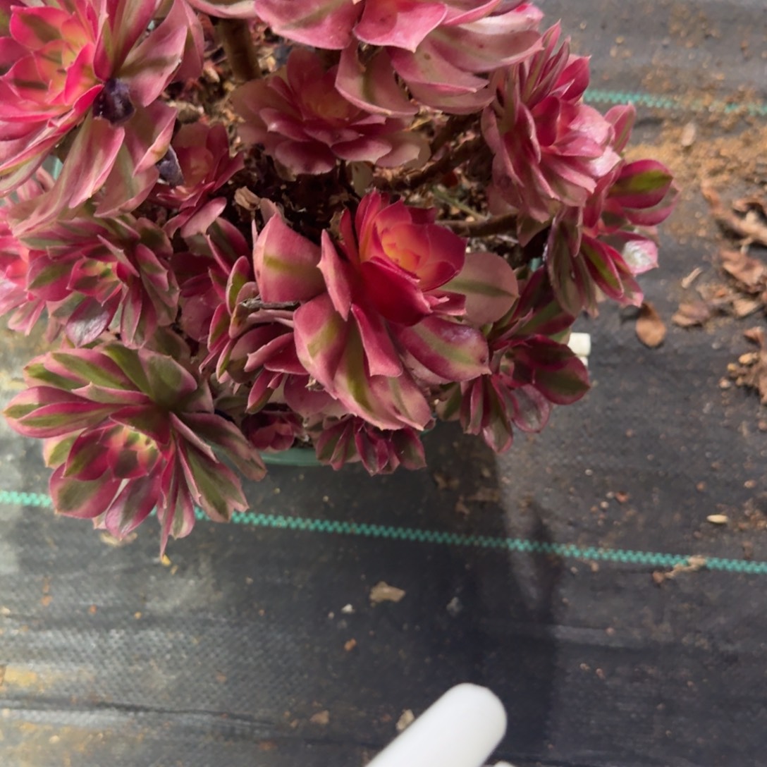 倾城328多肉植物老庄