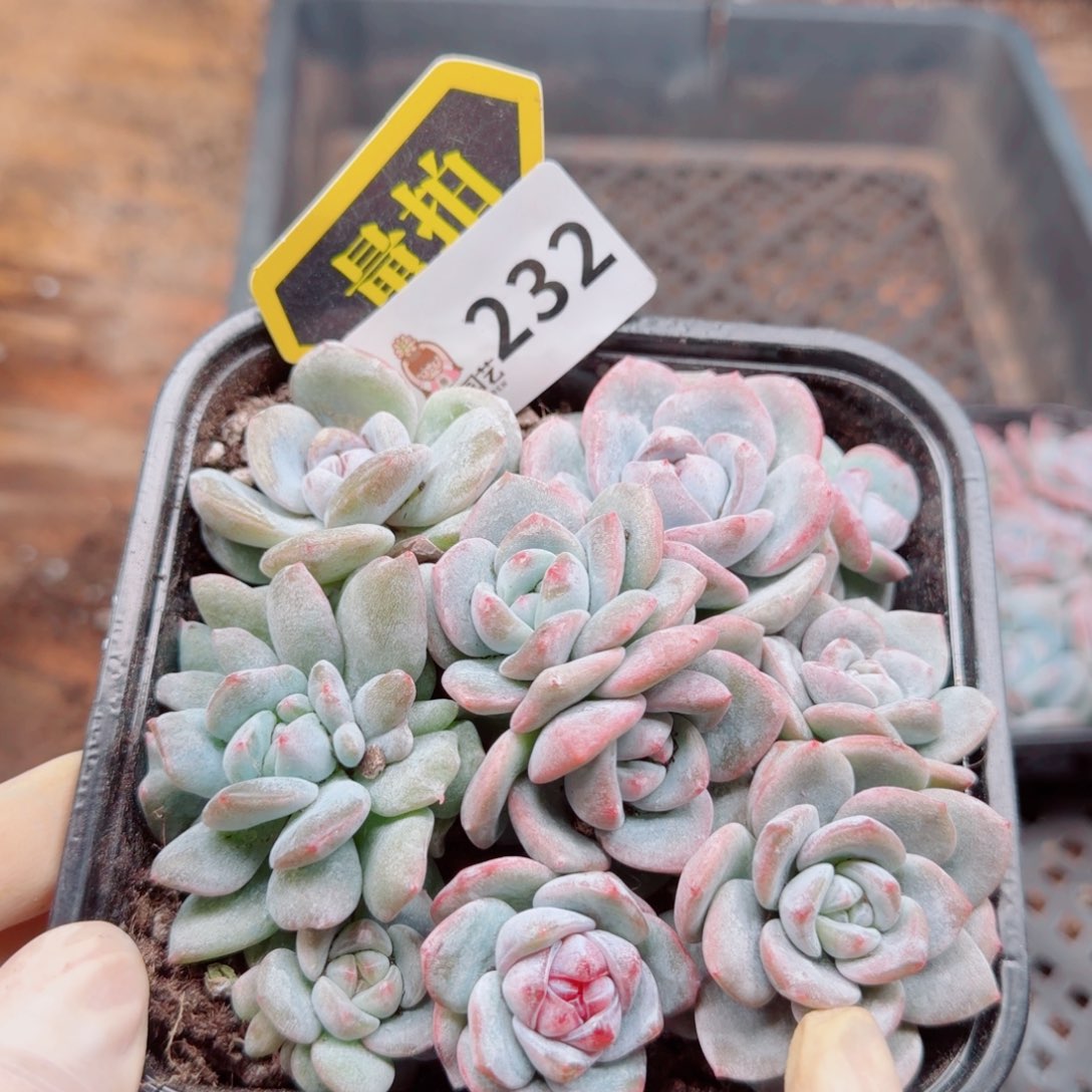 多肉植物多肉植物