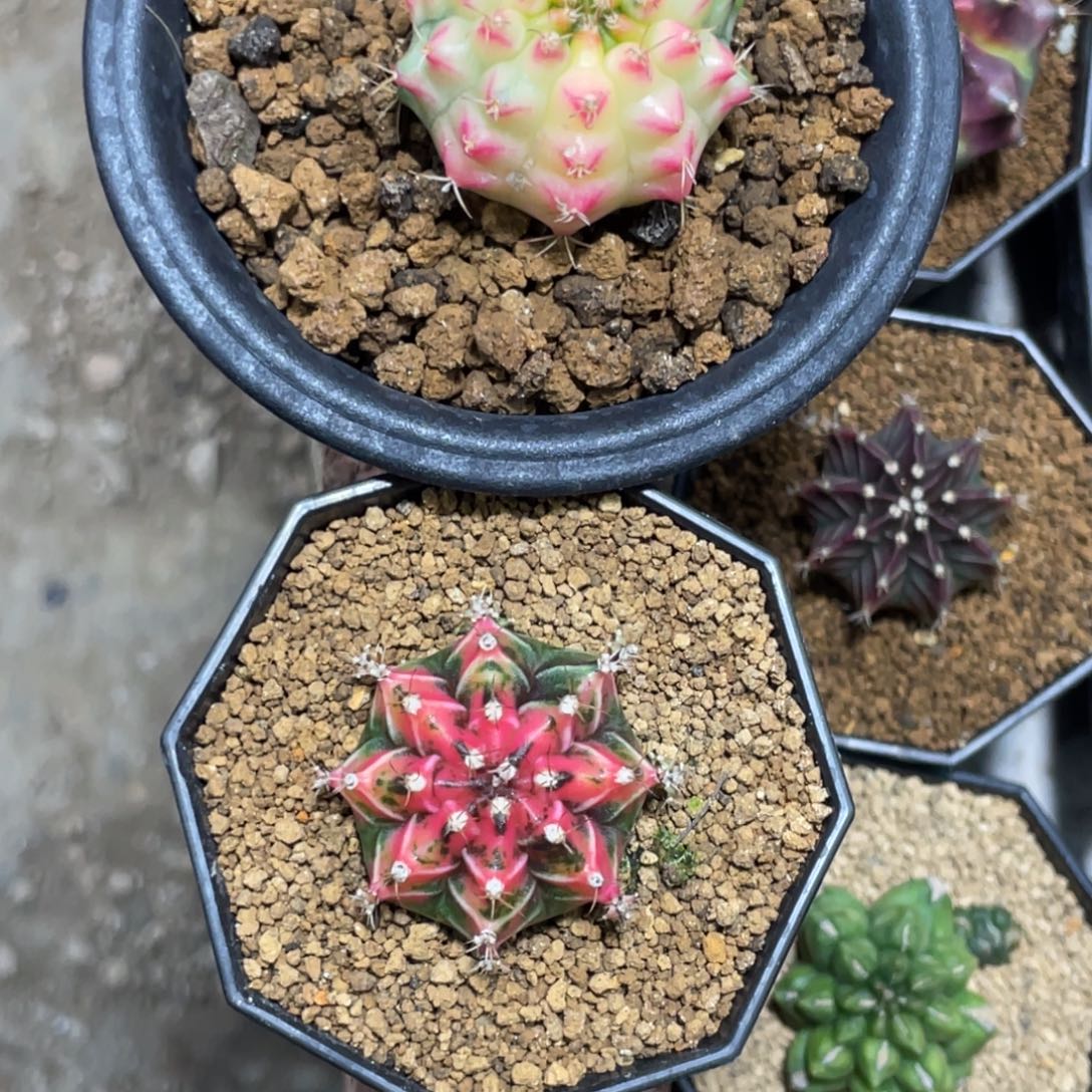 灵***枢当前无花朵，栽培后可花朵白锦➕侧芽