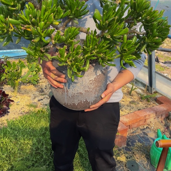 西财树多肉植物捧花