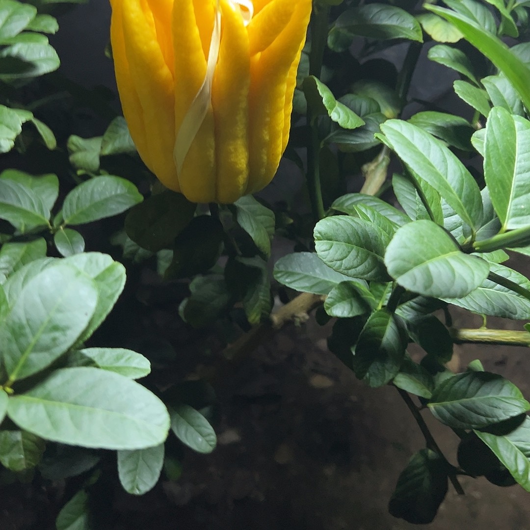 大***袄完全开放金华佛手果漂亮的