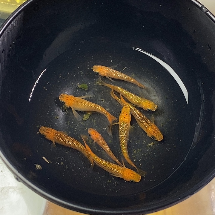 青鳉鱼黄金布54号