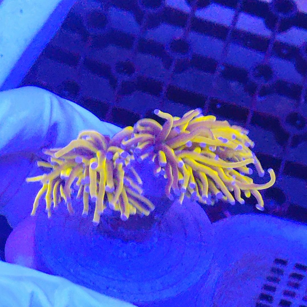 智海海洋珊瑚馆 竞拍链接