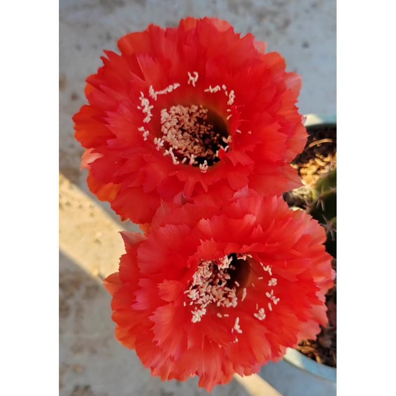 自根球073彩草，尺寸以直播间为准，环境不同开花不同，介意勿拍