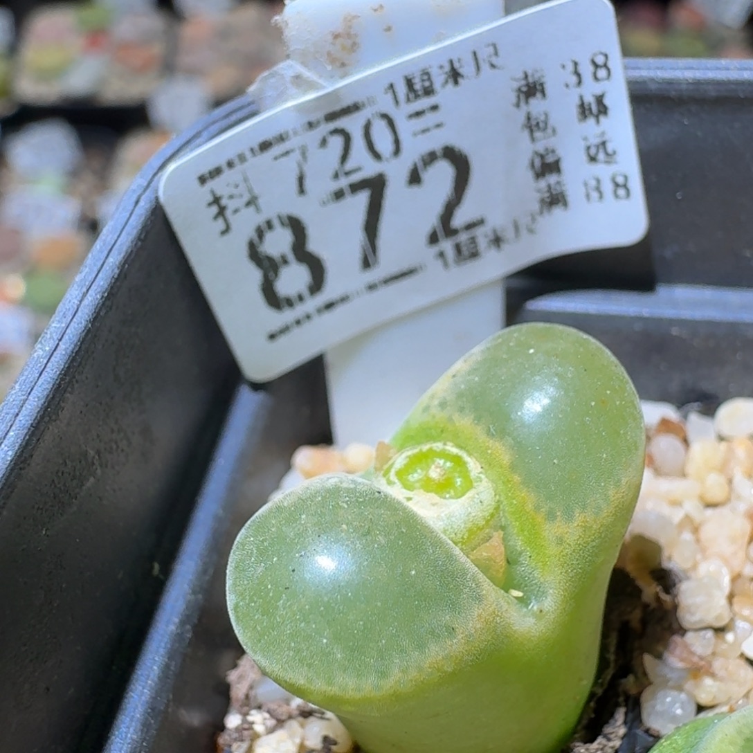 Sss生石花便宜卖了872
