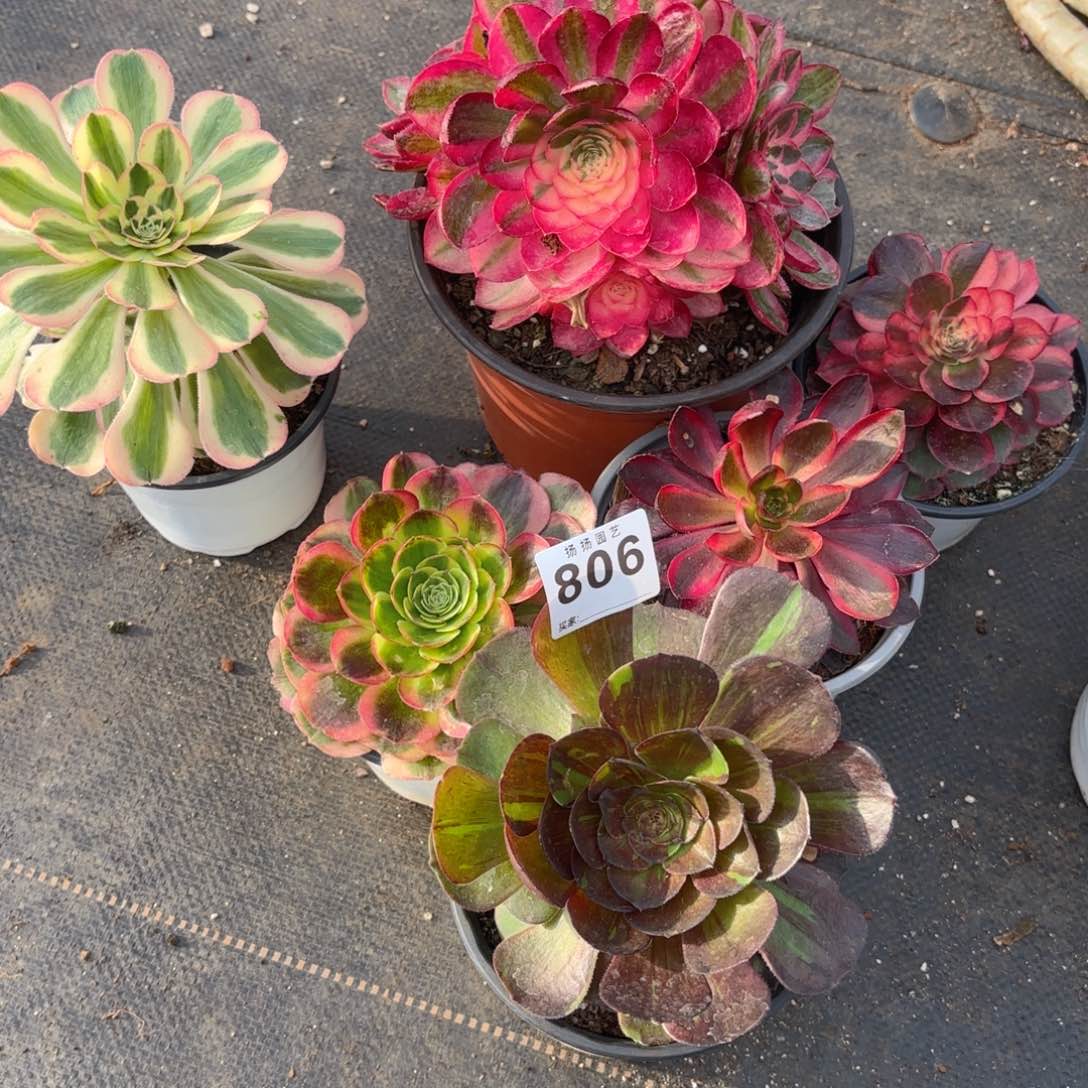 用****312  806多肉法师