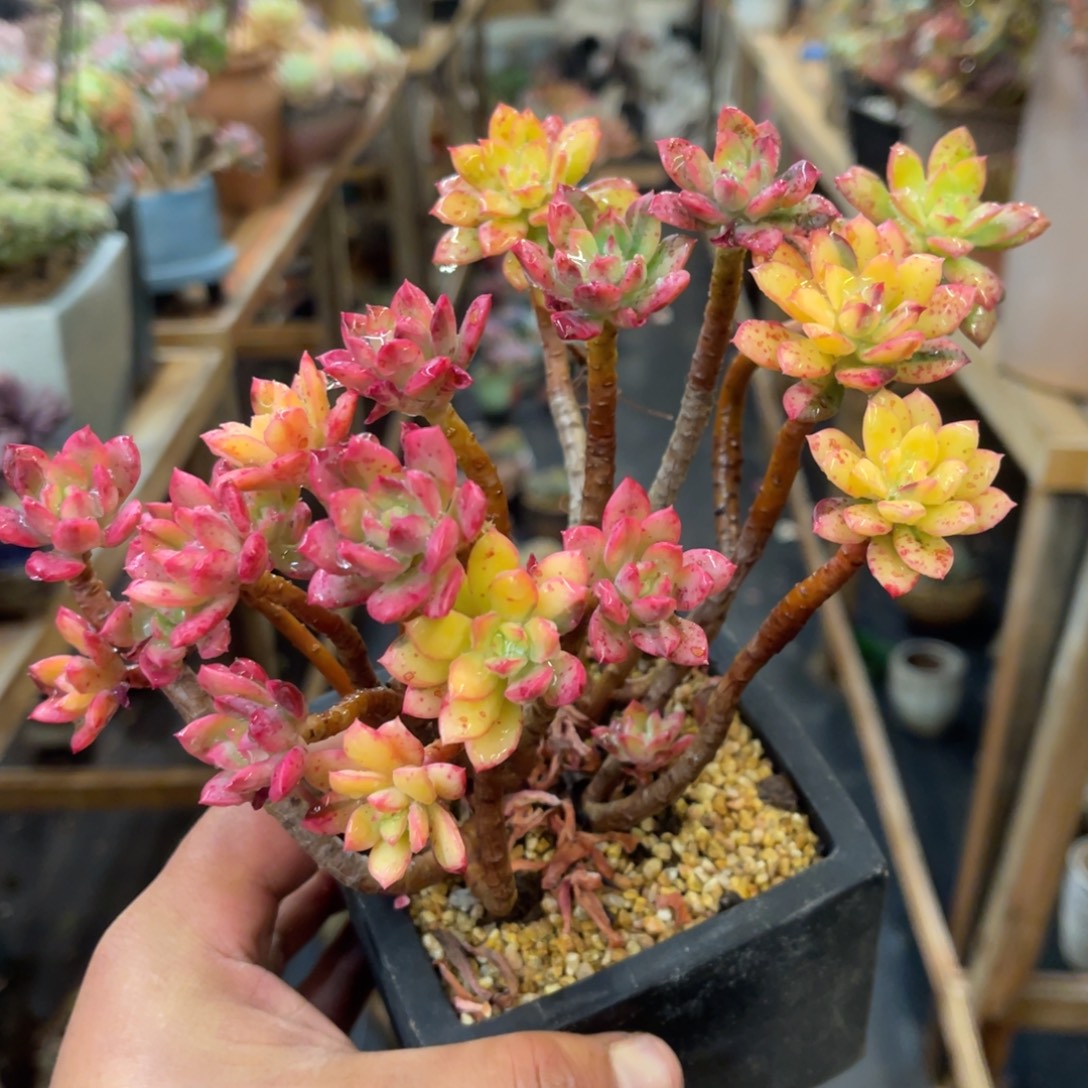 得****68686868686868686886