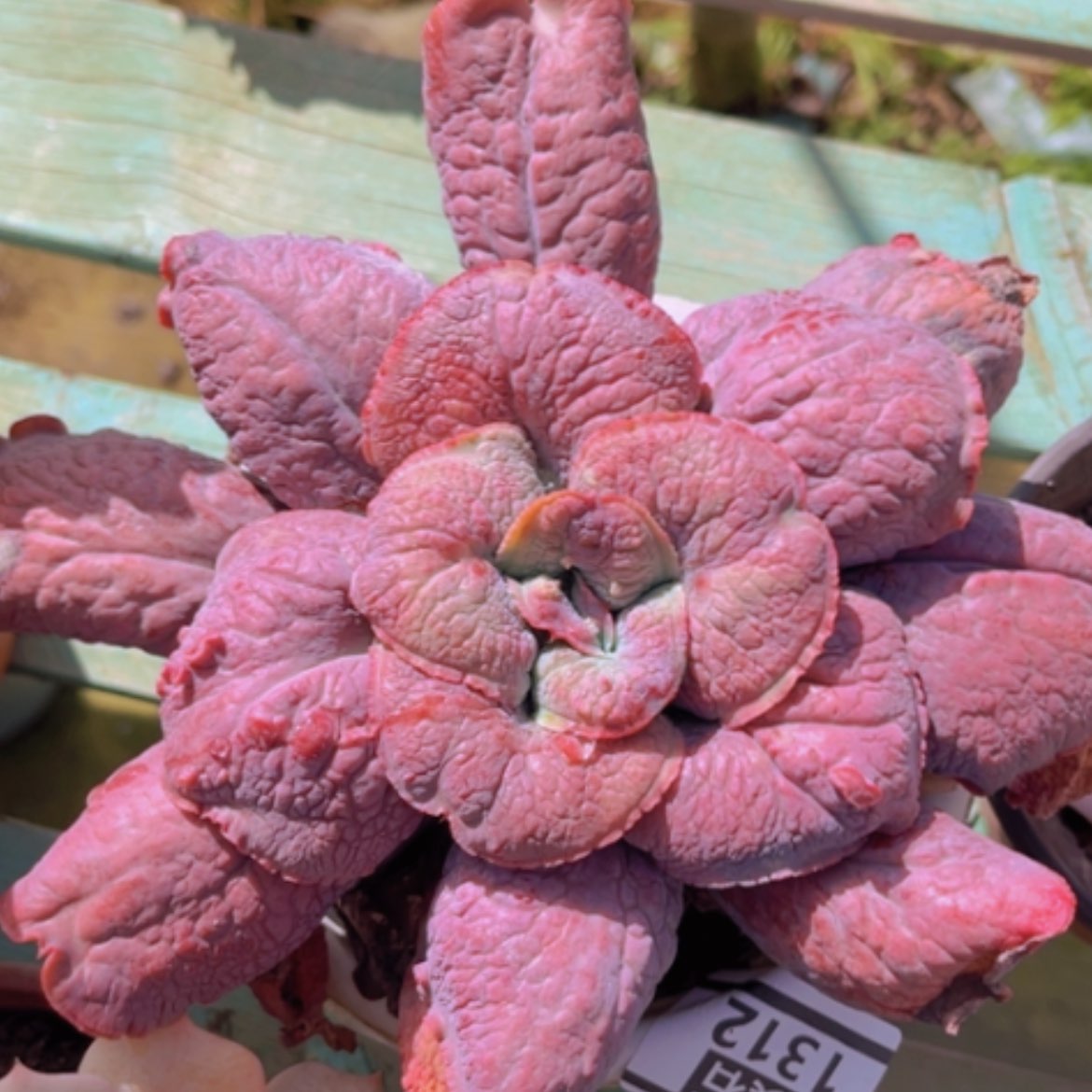 【闪购商品】男爵1312