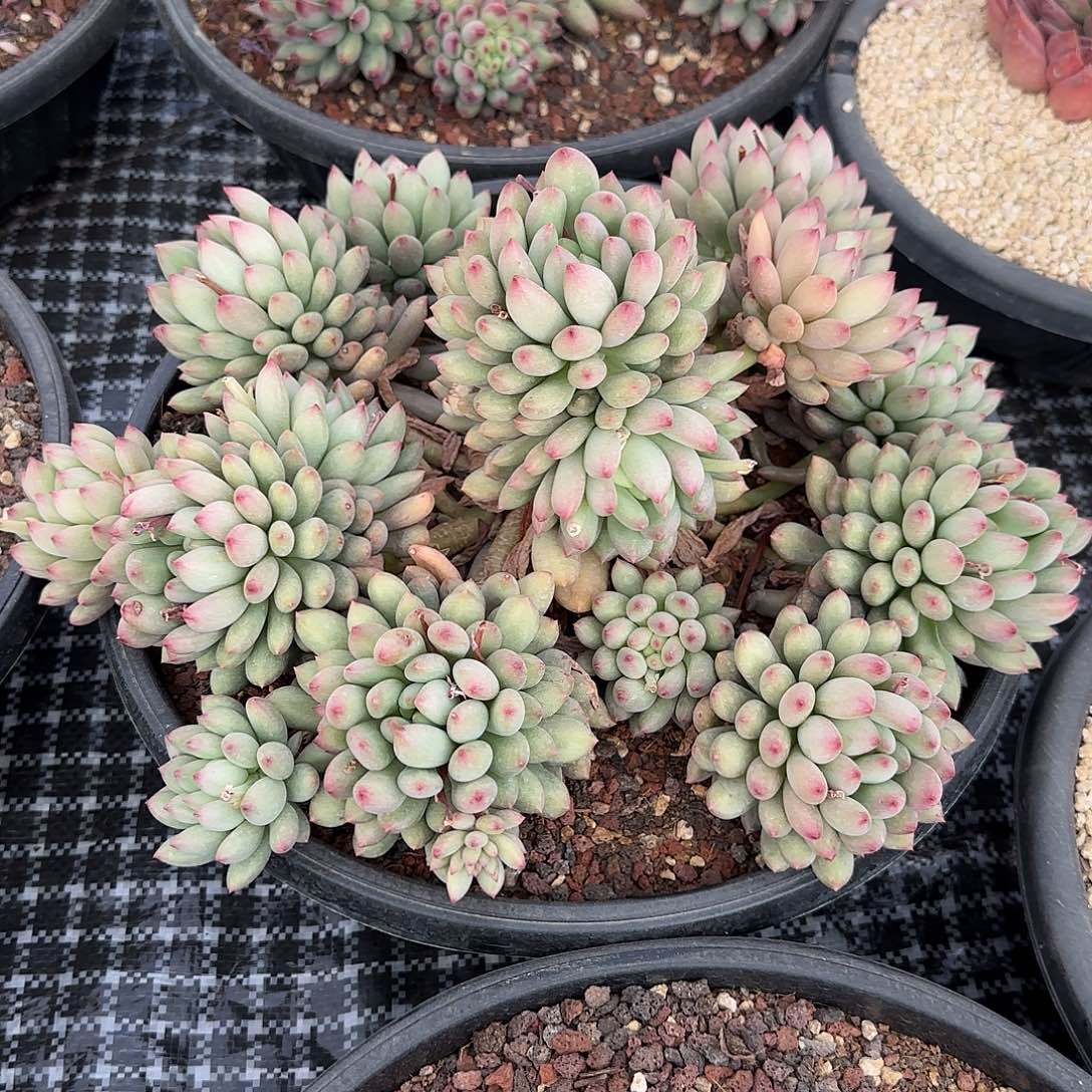 欧*洋多肉植物美人系列