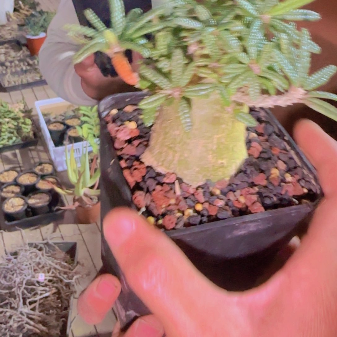 多****?块根植物块根植物