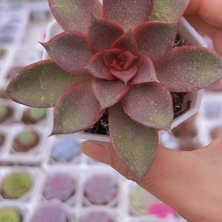 黑玫瑰19包邮多肉植物