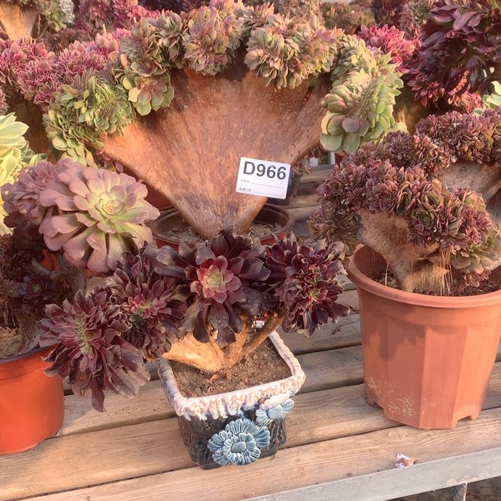 966万圣节缀多肉法师