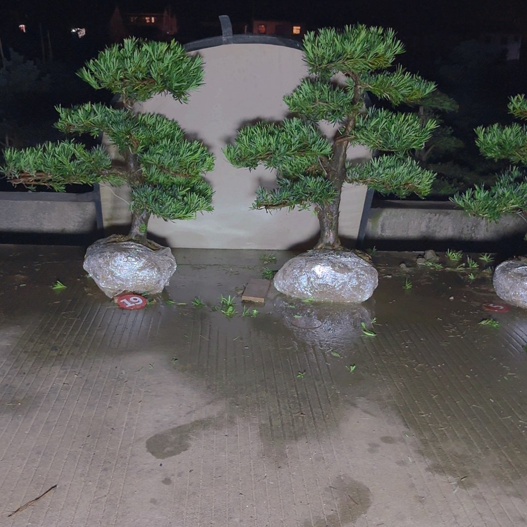 水***田当前无花朵，栽培后可花朵