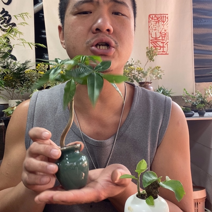 我***字以实际为准盆景绿植盆栽