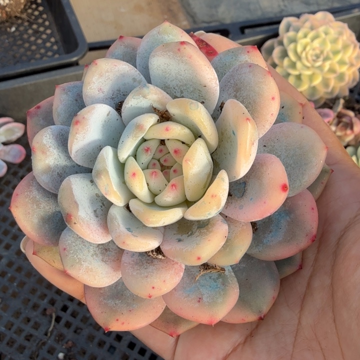 大锦边橙梦露锦腹轮锦