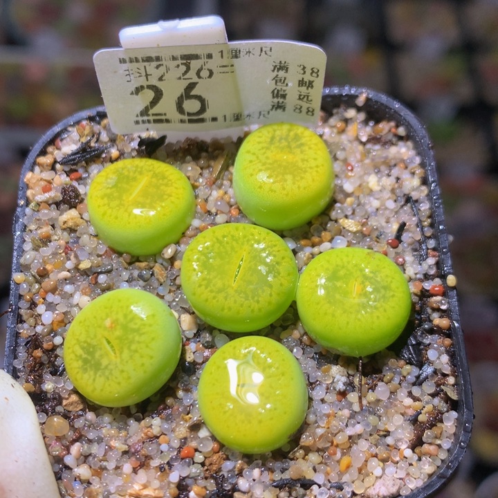 精品生石花226.26光阳