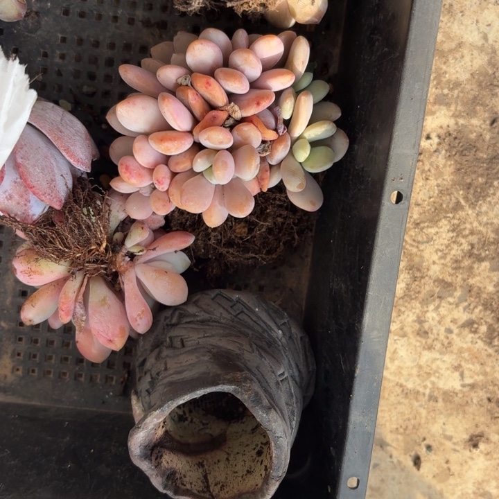 多肉植物粉兔群生