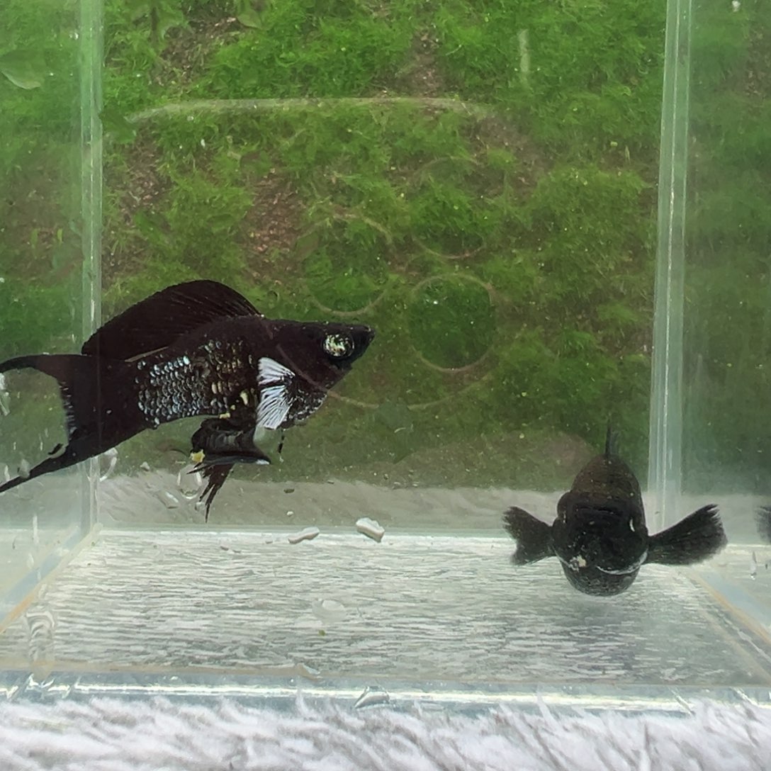 黑玛丽鱼电镀一对