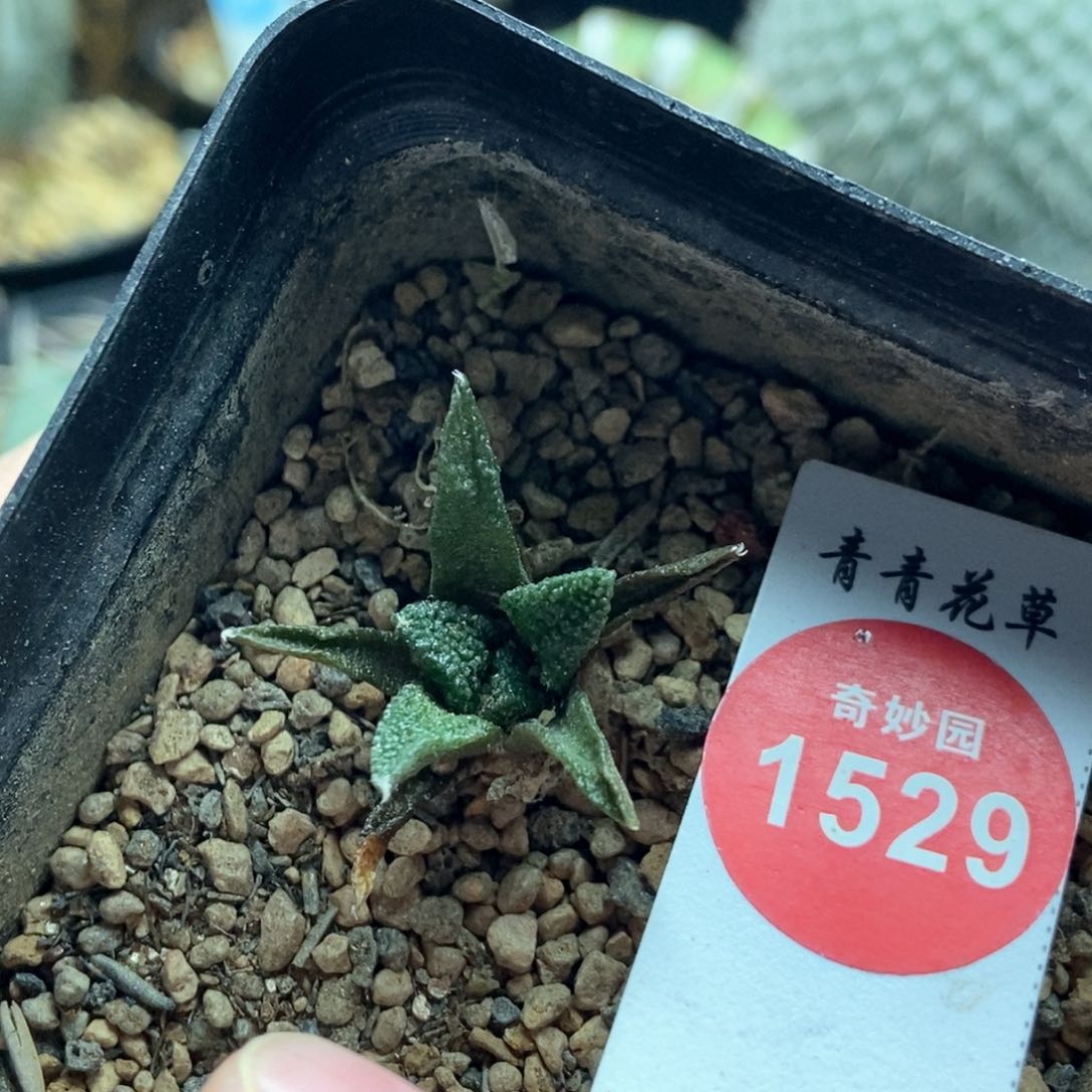 实生五年半辛顿牡丹2.5cm