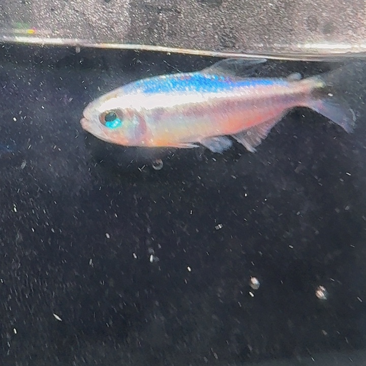 灯科鱼左下缸10号蓝魔2.5厘米一条