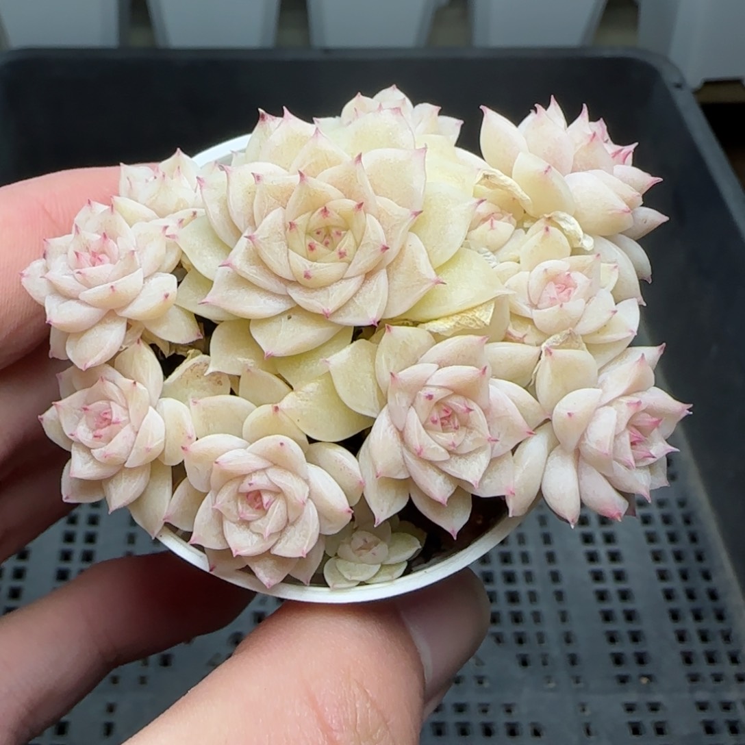 0211-221（TTP-114）