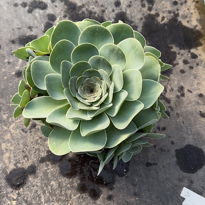山地玫瑰一物一拍，脱土发，21号不包断侧芽