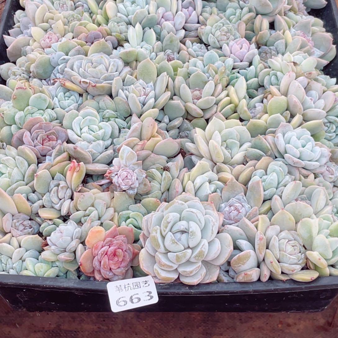 ****●663的我是真的不喜欢你啊哈哈