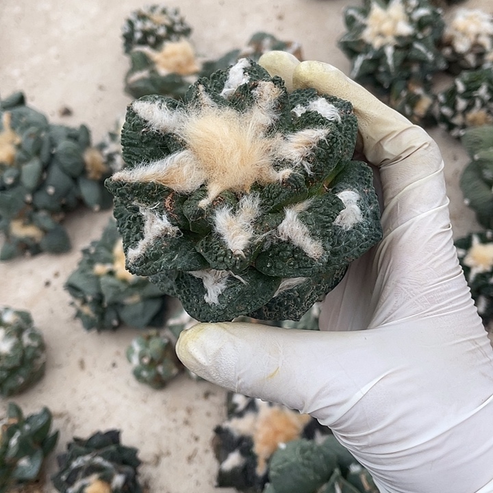 自根龟甲瑕疵特价