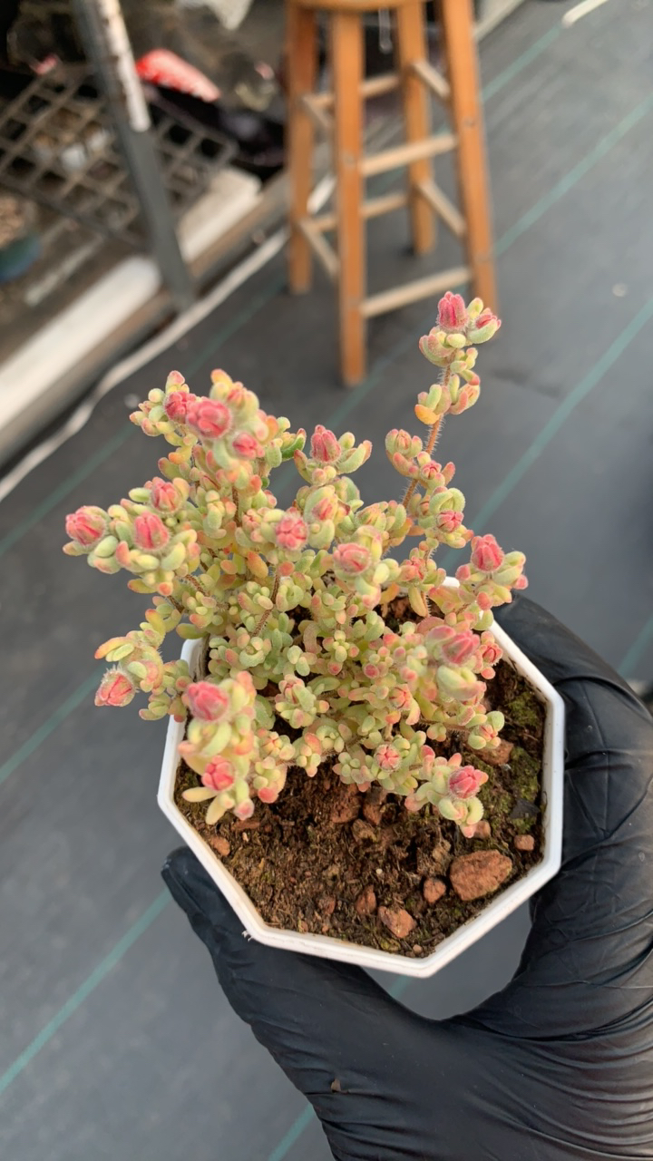 八角盆红宝石支杆锦